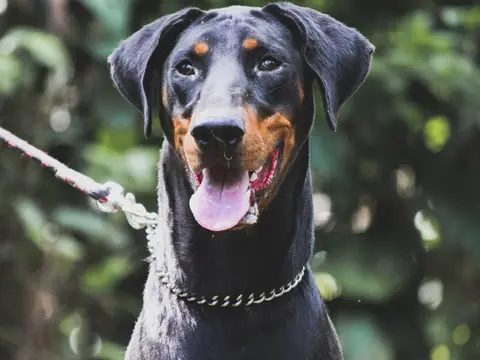 Dobermann staat alert buiten in een grasveld in natuurlijk daglicht, gespierd en met opgerichte kop