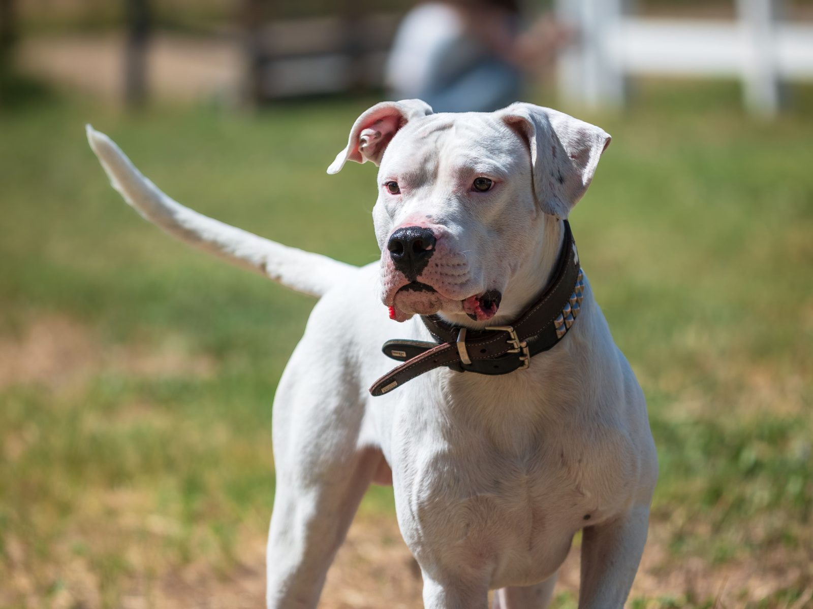 Witte Dogo Argentino staat alert buiten in een grasveld in natuurlijk daglicht, gespierd en kop opgeheven