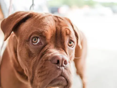 Dogue de Bordeaux staat buiten in een grasveld in natuurlijk daglicht, roodfawn vacht en breed gerimpeld masker