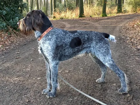Duitse Staande Hond Draadhaar in zijaanzicht