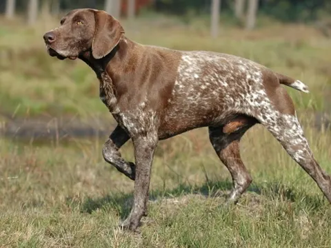 Duitse Staande Hond Korthaar in zijaanzicht