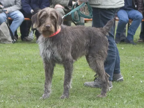 Duitse Staande Hond Stekelhaar in zijaanzicht
