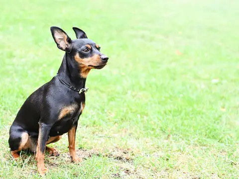 Dwergpinscher staat alert buiten in het gras in natuurlijk daglicht, oren gespitst en kop opgeheven