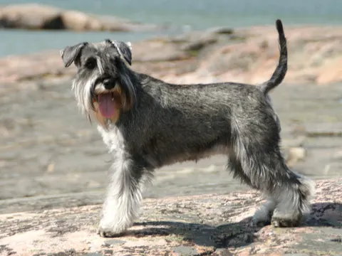 Peper-en-zoutkleurige Dwergschnauzer staat op rotsen aan het water, tong uit de bek