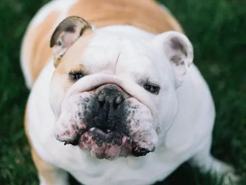 Engelse Bulldog staat buiten in de schaduw op een grasveld in zacht natuurlijk daglicht, breed en laag gebouwd