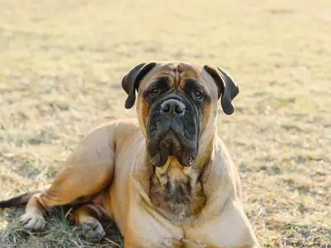 Engelse Mastiff staat rustig buiten in een grasveld in natuurlijk daglicht, met fawn vacht en donker masker