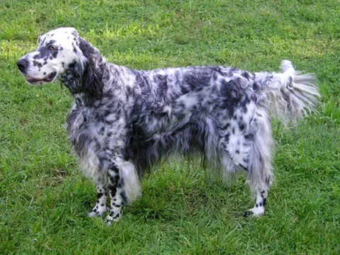 Engelse Setter in zijaanzicht