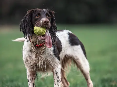 Engelse Springer Spaniel staat alert in een veld in natuurlijk daglicht, oren en bevedering zichtbaar