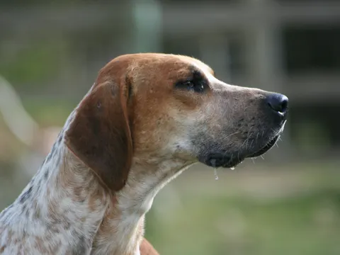 English Foxhound in zijaanzicht