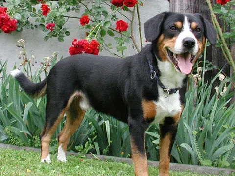 Entlebucher Sennenhond in zijaanzicht