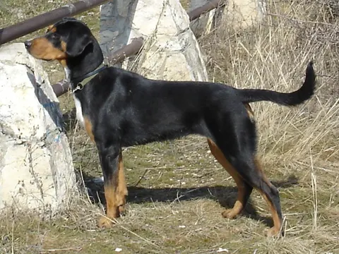 Erdélyi Kopó in zijaanzicht