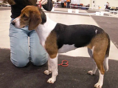 Estonian Hound in zijaanzicht