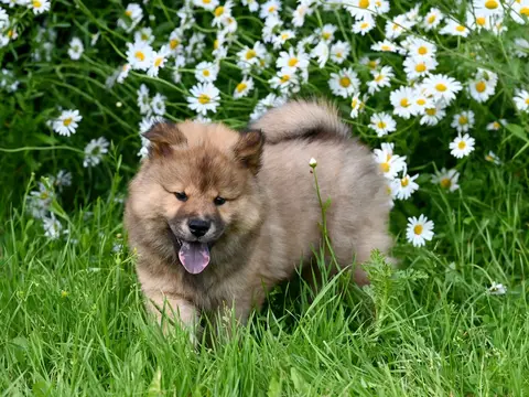 Eurasier staat rustig buiten in een grasveld in natuurlijk daglicht, dichte dubbele vacht en opgerichte oren