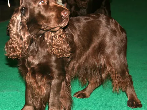 Field Spaniel in zijaanzicht