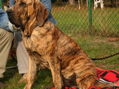 Fila Brasileiro in zijaanzicht