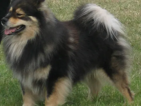 Finse Lappenhond met dikke driekleurige vacht en gekrulde staart staat in het gras