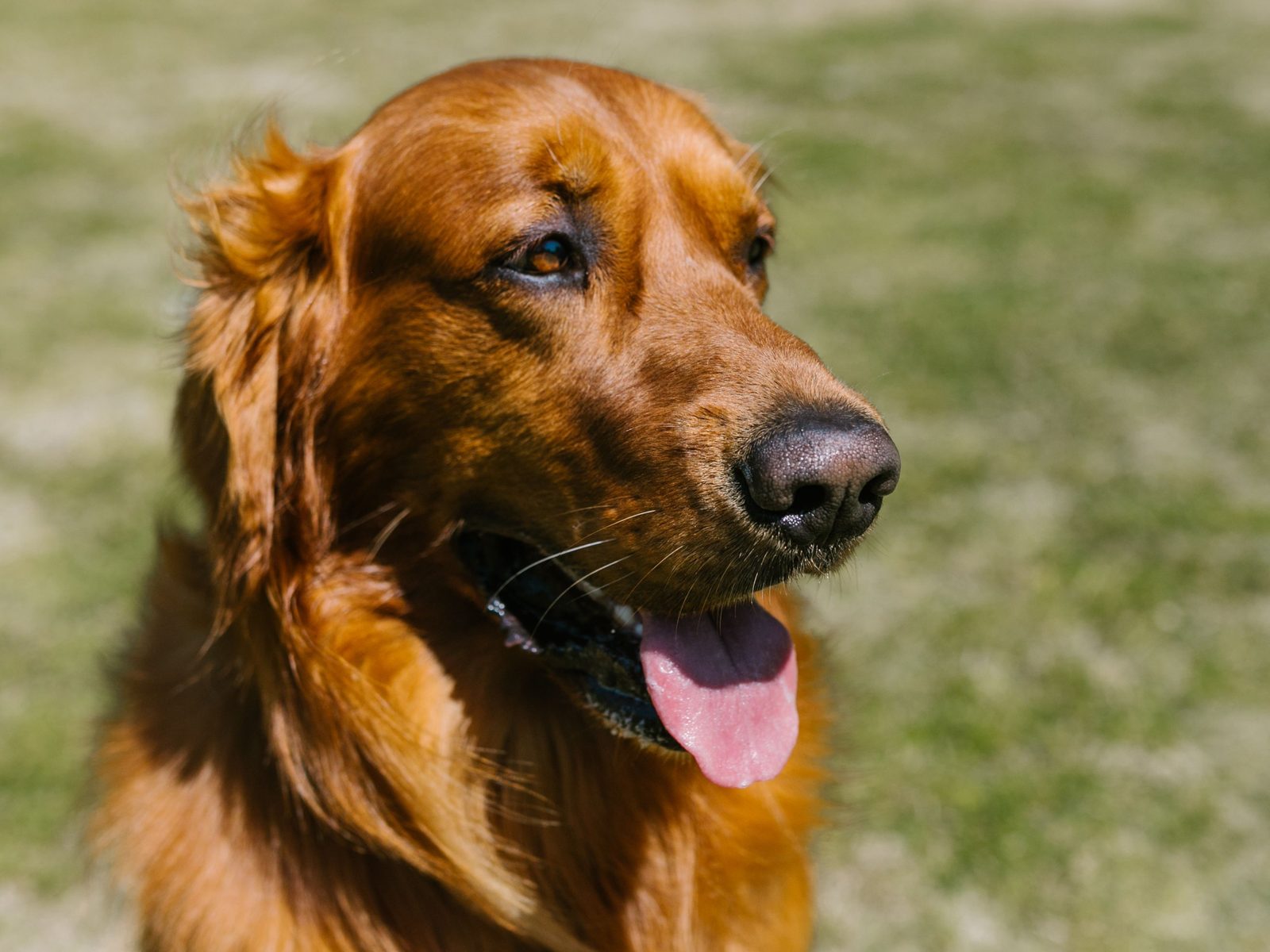 Zwarte Flatcoated Retriever staat alert buiten in een grasveld in natuurlijk daglicht, met glanzende halflange vacht en zwiepende staart