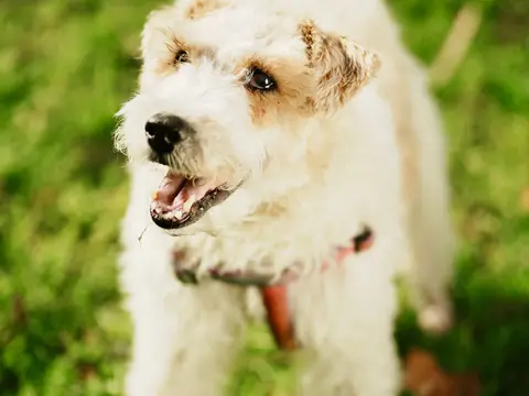 Foxterrier staat alert buiten in het gras in natuurlijk daglicht, oren gespitst en kop rechtop