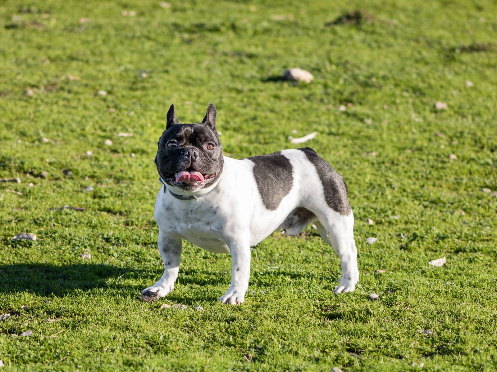 Franse Bulldog zit rustig buiten in het gras in zacht natuurlijk daglicht, met de kenmerkende vleermuisoren rechtop