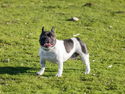 Franse Bulldog zit rustig buiten in het gras in zacht natuurlijk daglicht, met de kenmerkende vleermuisoren rechtop