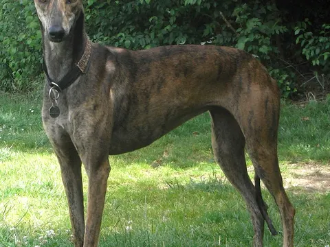 Galgo Español in zijaanzicht