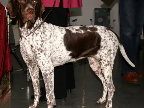 Gammel Dansk Hønsehund in zijaanzicht