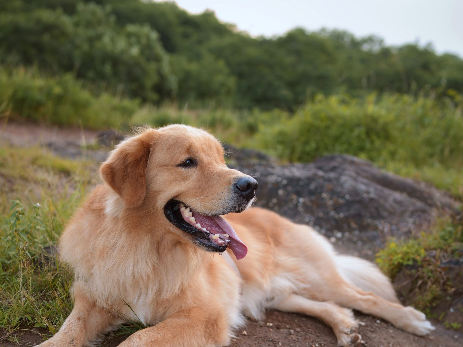 Golden Retriever ligt ontspannen buiten op een rots in natuurlijk avondlicht, kop opgeheven met open bek