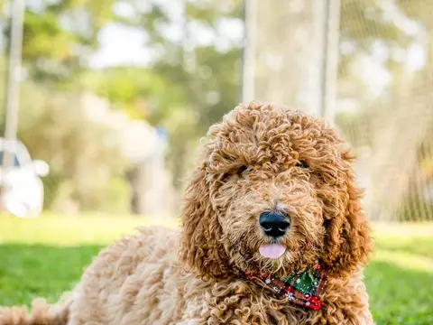 Goldendoodle staat buiten in het gras in natuurlijk daglicht, met golvende vacht en opgeheven kop