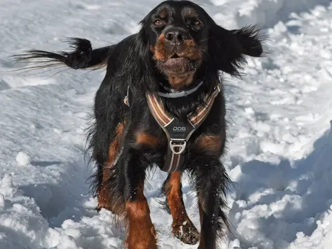 Gordon Setter staat alert in een veld in natuurlijk daglicht, glanzende zwarte vacht met kastanjekleurige aftekeningen en bevedering aan poten en staart