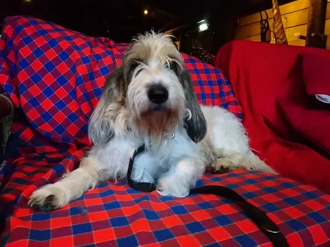 Grand Basset Griffon Vendéen in zijaanzicht