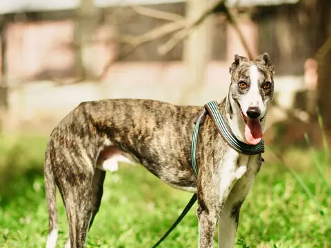 Greyhound staat alert buiten in een grasveld in natuurlijk daglicht, slanke bouw en fijne korte vacht zichtbaar