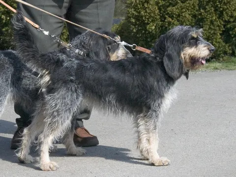 Griffon Bleu de Gascogne in zijaanzicht