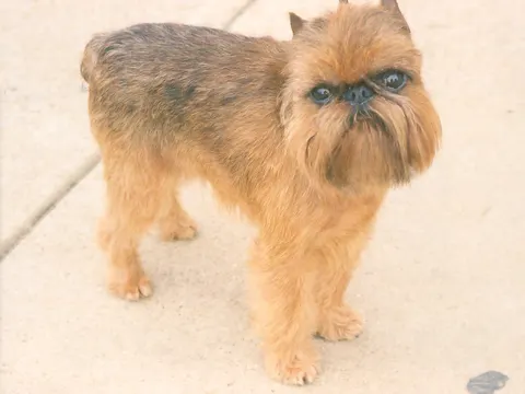 Roodharige Griffon Bruxellois staat op een stoep en kijkt naar de camera