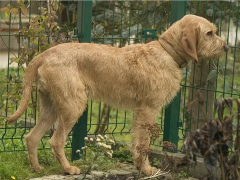 Griffon Fauve de Bretagne in zijaanzicht