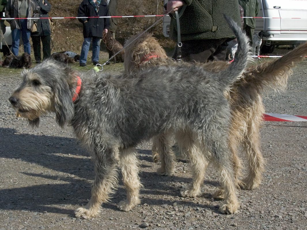 Griffon Nivernais in zijaanzicht