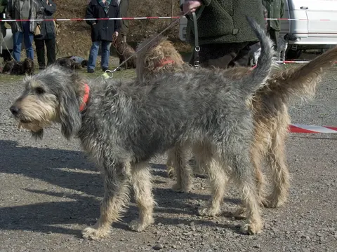 Griffon Nivernais in zijaanzicht