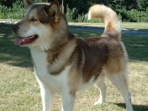 Groenlandhond in zijaanzicht