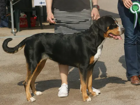 Grote Zwitserse Sennenhond in zijaanzicht