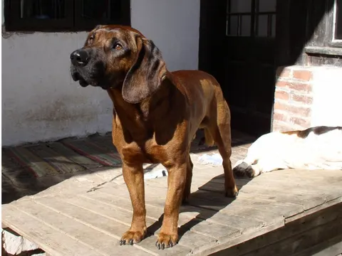 Hannoverscher Schweisshund in zijaanzicht