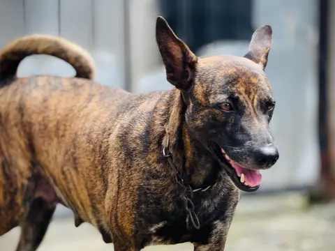 Hollandse Herder met gestroomde vacht staat alert buiten in een weiland in natuurlijk daglicht, oren gespitst