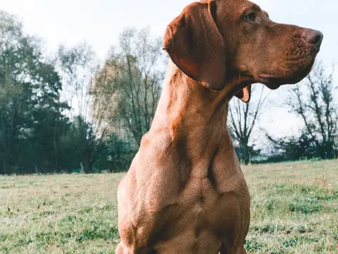 Hongaarse Vizsla staat alert in een grasveld in warm natuurlijk daglicht, de korte roodgouden vacht glanzend
