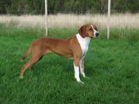 Hygenhund in zijaanzicht