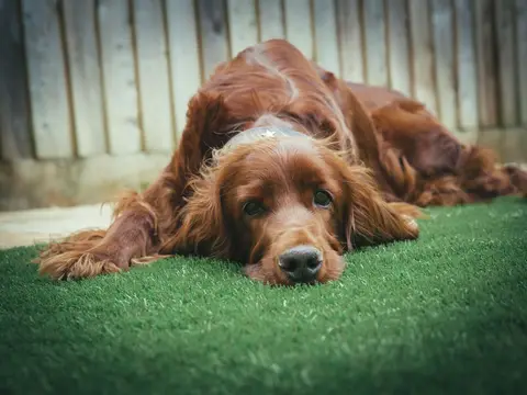 Ierse Setter staat alert in een veld in warm natuurlijk daglicht, de lange goudkastanjerode vacht glanzend in de zon