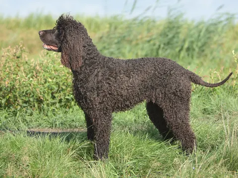Ierse Water Spaniel in zijaanzicht