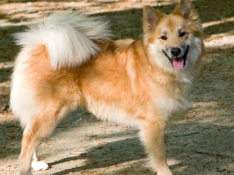 IJslandse Hond in zijaanzicht