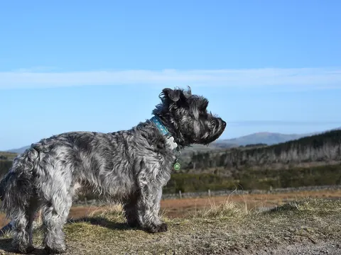 Irish Glen of Imaal Terrier in zijaanzicht