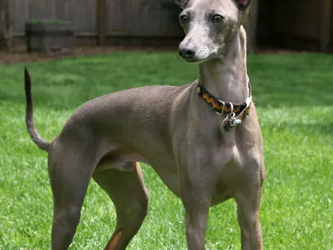Italiaans Windhondje in zijaanzicht
