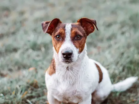 Jack Russell Terriër staat alert buiten in een grasveld in natuurlijk daglicht, oren gespitst en blik gericht