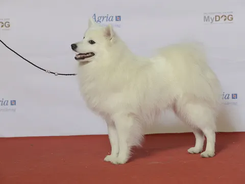 Japanse Spits in zijaanzicht