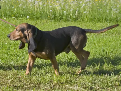 Jura Laufhund in zijaanzicht